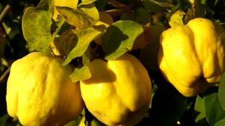 E sezonul gutuilor „amărui, cu puf galben, ca de pui”