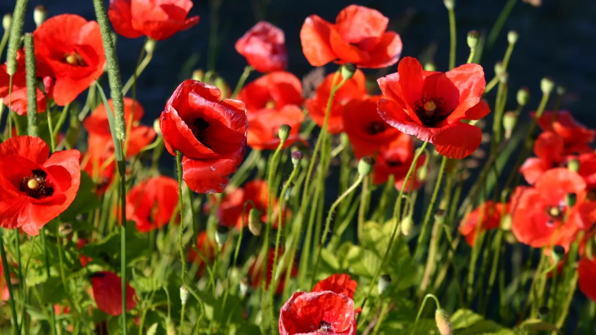 Program secret al CIA: semințe de mac, împrăștiate din avion, pentru a sabota producția de heroină din Afganistan