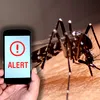 Țânțarii nu dispar toamna: 83 de cazuri de West Nile și 5 morți în România