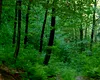 O mică pădure din Oltenia devine brusc foarte importantă pentru sistemul energetic național