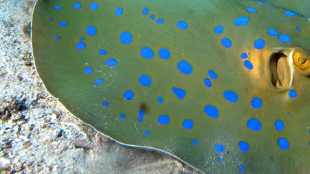 O metodă inedită de a crea culoarea albastră descoperită în punctele de pe corpul pisicii de mare