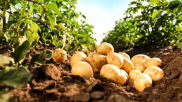 AFIR a publicat Ghidul solicitantului pentru investiții în sectorul legume și/sau cartofi