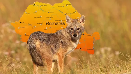 În ce județ din România crește alarmant numărul șacalilor – atenție, nu vorbim de politicieni!