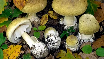 Cum recunoști ciupercile otrăvitoare? Doi oameni au murit recent după ce au consumat ciuperci din pădure