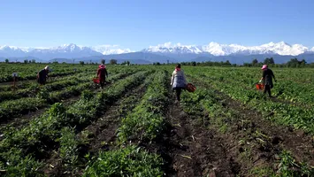 Germania se pregătește să pună frână muncitorilor agricoli din România și Bulgaria