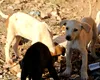 România înregistrează progrese în managementul câinilor fără stăpân: Judeţele devenite exemple