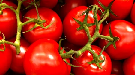 Legumicultorii olteni au scos prima recoltă de tomate. De la cât pornește prețul