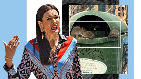 Incompetența lui Cotilde la Sectorul 1 a generat ”șobolani cât un bișon”