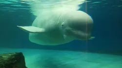 „Free Bella”: Campania pentru salvarea balenei beluga din mall-ul din Seul