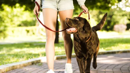 Primăria din Reșița le cere cetățenilor să plimbe câinii comunitari