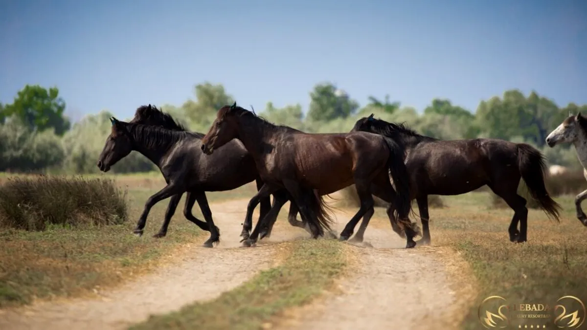 Pădurea Letea afectată de caii crescuți în libertate: ”Peste 2.000 de copaci au fost distruși de aceşti cai”
