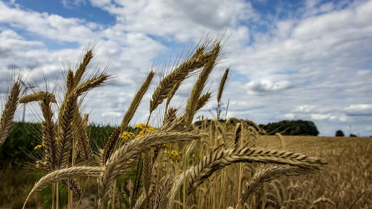 Premierul Italiei cere ONU să preia frâiele în criza cerealelor