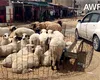 Imagini fără precedent cu ovinele românești exportate în Libia: o anchetă internațională dezvăluie abuzuri și condiții extreme