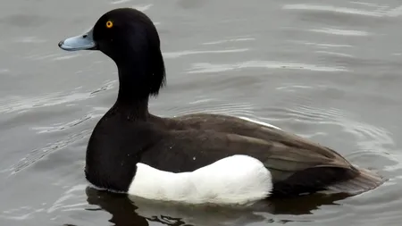 Păsări de la Polul Nord ne dau întâlnire iarna pe Lacul Morii