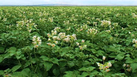 Dispare un aliment de bază pentru români: se mai cultivă doar 15% față de acum 10 ani