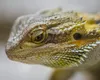 O femeie vede oamenii drept dragoni. Explicațiile unei afecţiuni neurologice rare