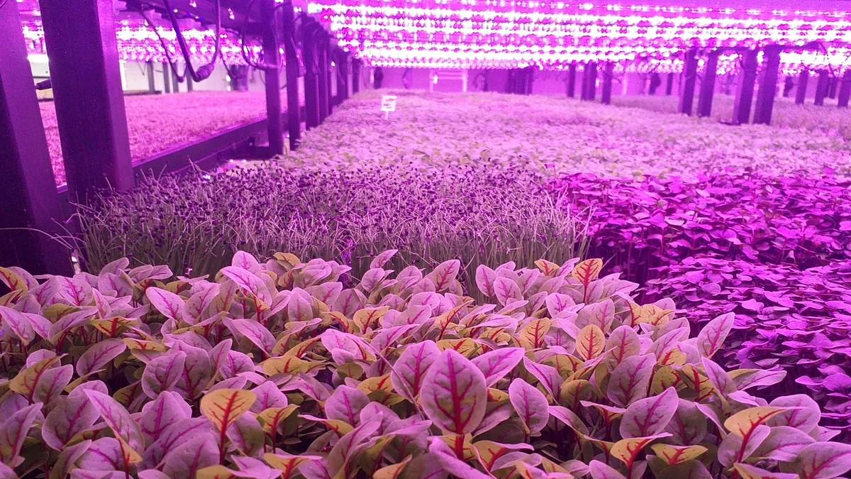 Agricultura inteligentă. Cum arată prima seră verticală din România (galerie foto)