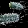 Cafeaua, aliatul ascuns al bacteriilor: cofeina poate slăbi efectul antibioticelor, arată un studiu european