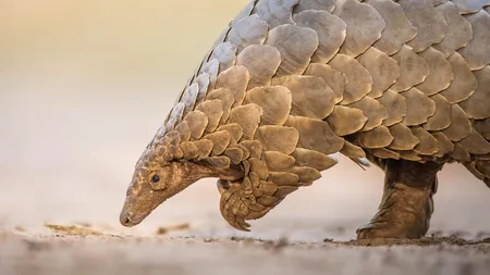 Cum a ajus pangolinul, considerat inițial „sursă” Covid, cel mai traficat mamifer