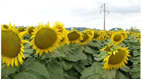 Ucraina: Suprafețele cultivate cu floarea-soarelui ar putea să fie mai mici cu până la 35%