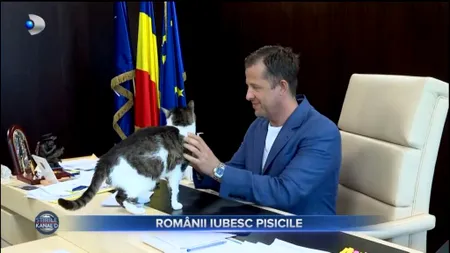 Hubert Thuma, șeful CJ Ilfov, despre proiectul USR de eutanasiere a pisicilor fără stăpân: Soluția nu e uciderea în masă!