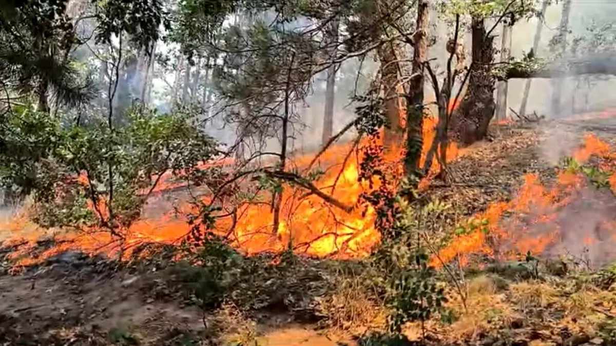 Incendiu într-o pădure din Mehedinți. Sute de salvatori se luptă cu focul care arde de o săptămână