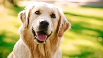 Cum să facem față durerii după pierderea unui animal de companie