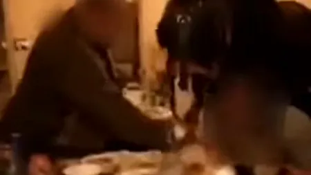Petrecere cu calul în sufragerie, la Călărași. Ce au pățit petrecăreții VIDEO
