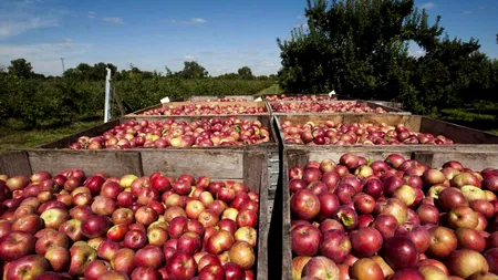 „Sclavie modernă” la o fermă din Belgia: Câteva zeci de sezonieri români și polonezi s-au hrănit doar cu mere timp de două săptămâni
