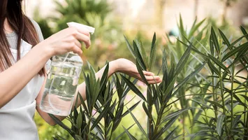 Cum să scapi de afide fără chimicale: cele mai eficiente tratamente anti-afide naturale