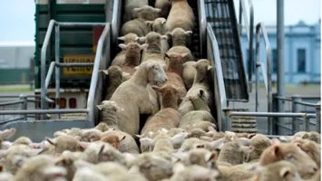 România exportă ovine în Arabia Saudită: ANSVSA confirmă reluarea livrărilor