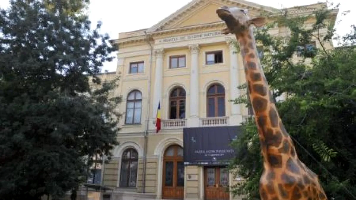 Art Safari face schimb cu Muzeul Antipa! Ce se va întâmpla cu celebra Girafă