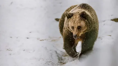 O ursoaică cu doi pui a fost văzută de mai multe ori în incinta unei Grădini Zoologice. Salvamontiștii: Fiți vigilenți!