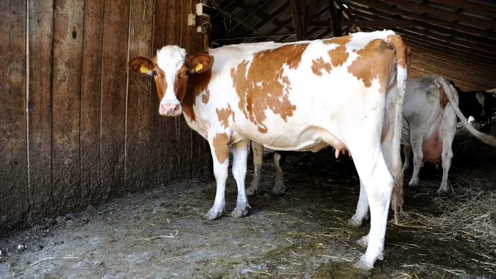 Rabie confirmată la o vacă dintr-o gospodărie din Neamț. Ce se întâmplă cu animalele din zonă