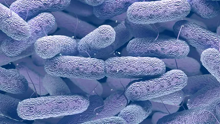 Avertisment urgent al OMS: Superbacteria detectată în 16 țări