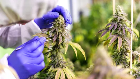 Cannabisul medicinal, la un pas să fie legalizat în România. Ce spune Legea Victoria