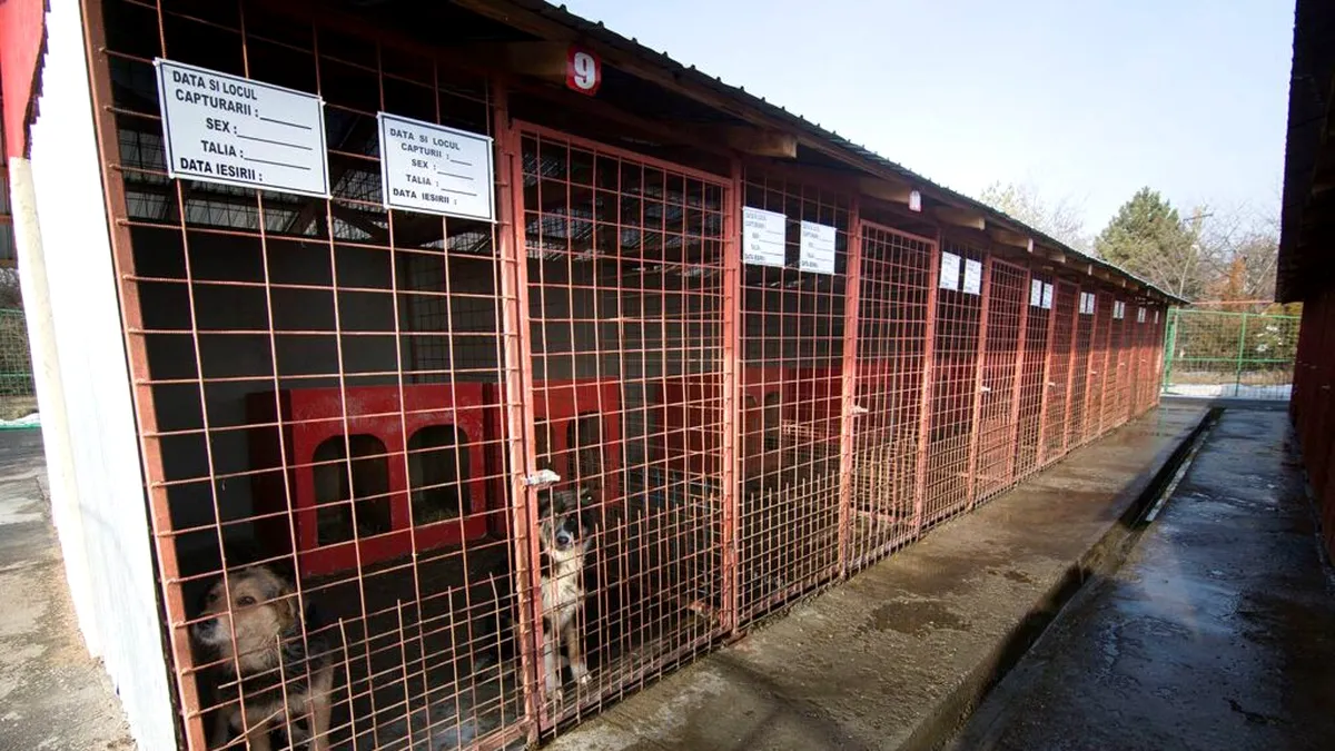 Sorin Udrea denunță nereguli majore la adăpostul de câini fără stăpân din Buzău: „O gaură neagră în bugetul local”