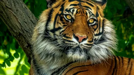 Bărbat suspectat că a ucis mai mult de 70 de tigri în ultimii 20 de ani, arestat abia acum