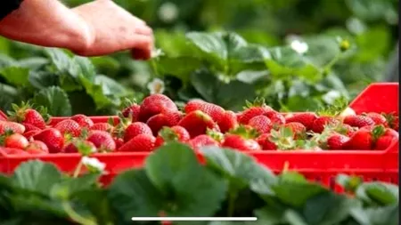 Căpșunile Europei, munca nevăzută a românilor. Mărturia Cristinei, de pe câmpurile Germaniei