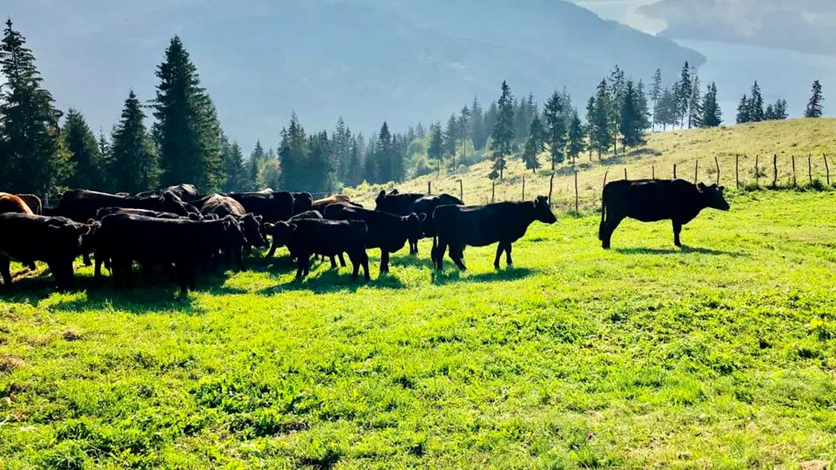 Comisia Europeană a aprobat schema de ajutor pentru crescătorii de bovine. Câți bani iau fermierii