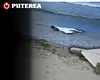 Alertă la malul Mării Negre! Dronă găsită pe plaja din Corbu, a doua în câteva săptămâni. Geniștii verifică dacă are exploziv