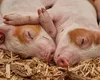 Tarifele lui Trump: ce se va întâmpla cu burţile, inimile şi căpăţânile de porc din SUA? Americanii nu le mănâncă, iar China suprataxează importurile