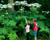 Alertă de grad zero în natură; o plantă extrem de periculoasă se răspândește în Europa: ”Este cancerigenă și te poate orbi!”