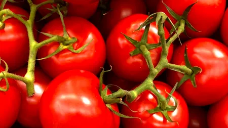 Legumicultorii olteni au scos prima recoltă de tomate. De la cât pornește prețul