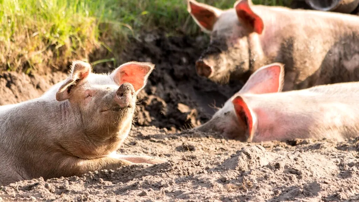 Suspiciune de pestă porcină africană la o altă fermă Smithfield din Timiș