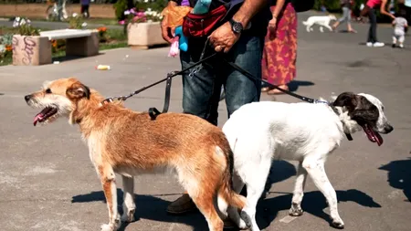 Curățenia în Sectorul 5: Angajamentul nostru pentru bunăstarea animalelor și protecția naturii!