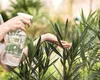 Cum să scapi de afide fără chimicale: cele mai eficiente tratamente anti-afide naturale