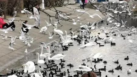 Suspiciune de gripă aviară la București, după descoperirea unei lebede moarte în Parcul IOR