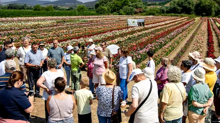 Satul care a devenit „capitala trandafirilor” din România