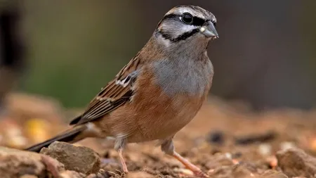 Noi oaspeți în Parcul Natural Văcărești